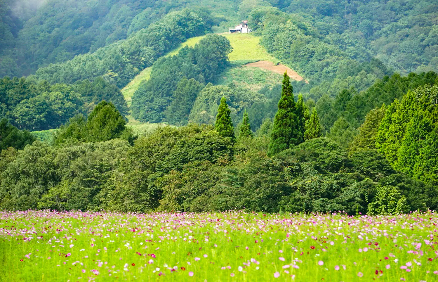 黒姫高原ホテル 癒しの森の宿