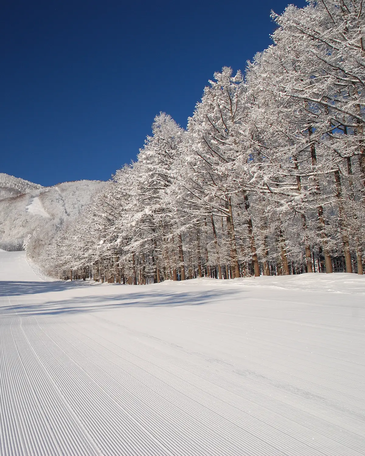 雪に覆われた黒姫高原